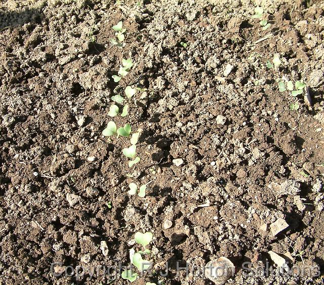 Cabbage seedlings